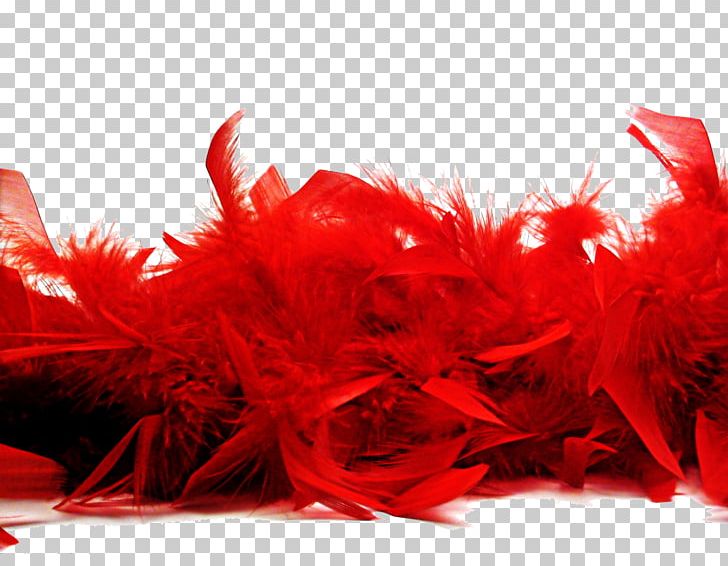 Bird Feather Boa Red Euclidean PNG, Clipart, Animals, Bird, Blue, Euclidean Vector, Feather Free PNG Download