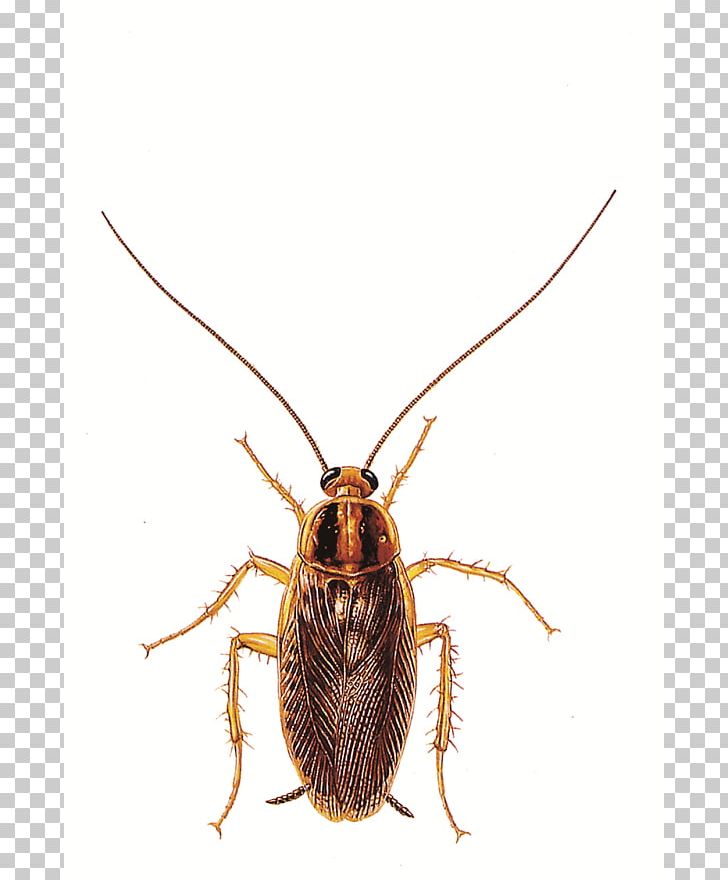 German Cockroach Ant Pest Control PNG, Clipart, Amer, Ant, Arthropod, Bed Bug, Beetle Free PNG Download