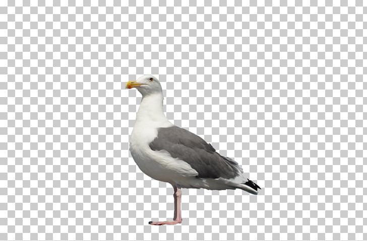 Gull PNG, Clipart, Gull Free PNG Download