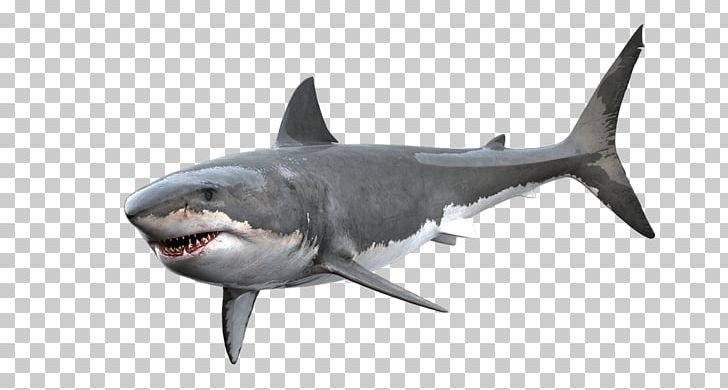 Tiger Shark Great White Shark PNG, Clipart, Animals, Big, Big Shark, Bull Shark, Carcharhiniformes Free PNG Download