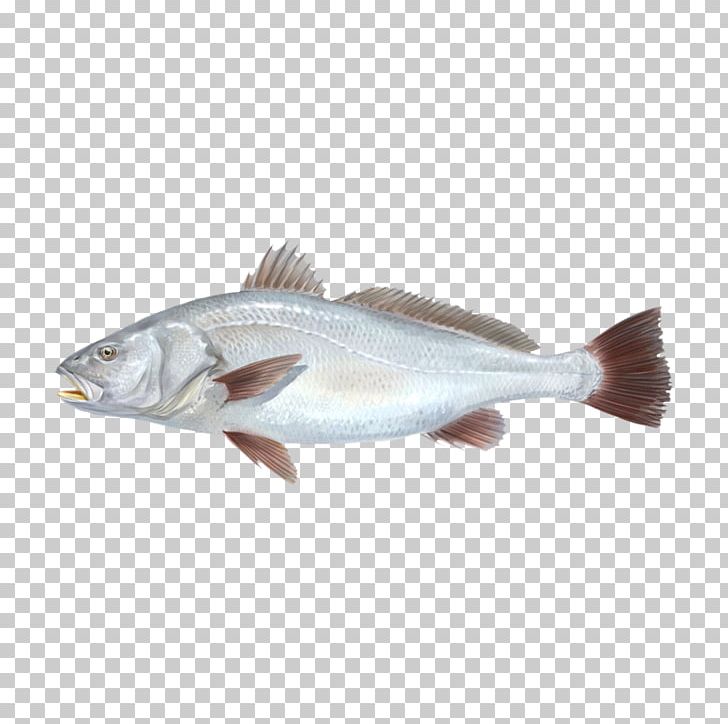 Cod Fish Products 09777 Oily Fish Salmon PNG, Clipart, 09777, Animals, Barramundi, Ceramica Justo Canales, Cod Free PNG Download