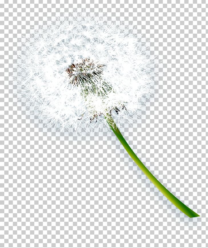 Dandelion Vecteur PNG, Clipart, Aestheticism, Christmas Decoration, Decoration, Decorative, Decorative Elements Free PNG Download