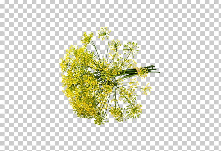Dill Fennel Herb Apiaceae Chives PNG, Clipart, Apiaceae, Branch, Chives, Cut Flowers, Dill Free PNG Download