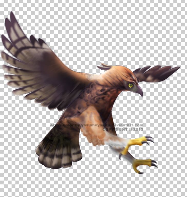 Javan Hawk-eagle Bald Eagle Bird PNG, Clipart, Accipitriformes, Animals, Animation, Bald Eagle, Beak Free PNG Download