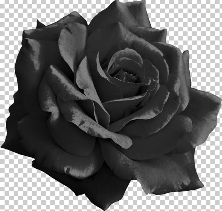 Light Rose Flower PNG, Clipart, Art White, Black, Black And White, Black Rose, Clip Art Free PNG Download