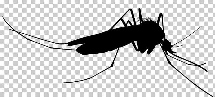 Mosquito Silhouette PNG, Clipart, Arthropod, Black And White, Cricket, Cricket Like Insect, Drawing Free PNG Download