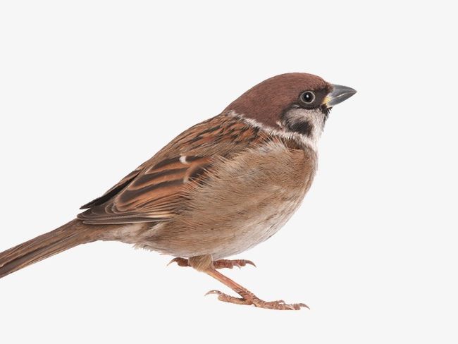 Sparrow PNG, Clipart, Animal, Birds, Sparrow, Sparrow Clipart, Sparrow Clipart Free PNG Download