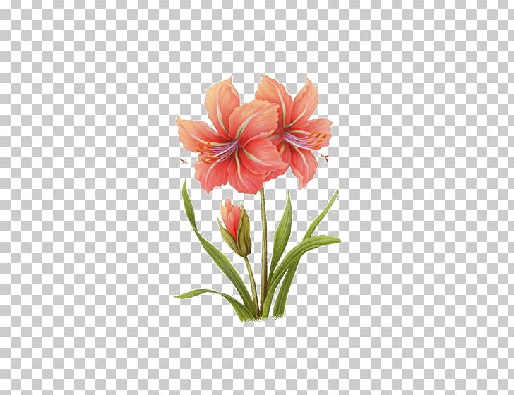 Watercolor: Flowers Watercolor Painting PNG, Clipart, Amaryllis Family, Flower, Flower Arranging, Hippeastrum, Ink Free PNG Download