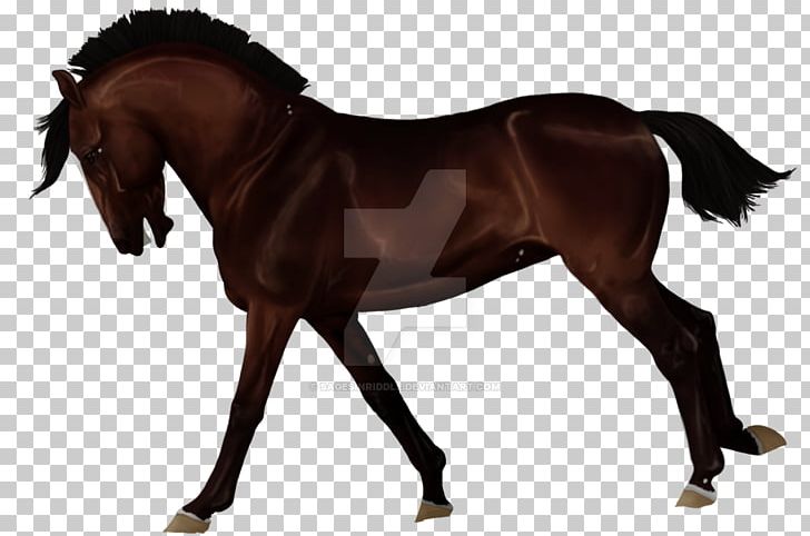 Stallion Foal Equestrian Rein English Riding PNG, Clipart, Bridle, Colt, English Riding, Equestrian, Equestrian Sport Free PNG Download
