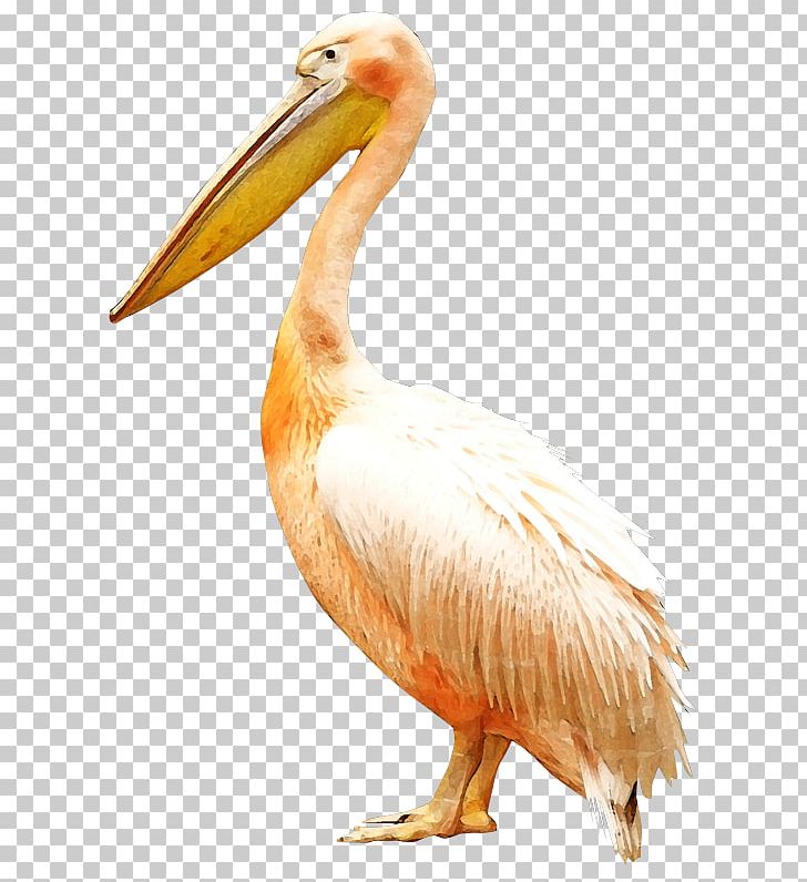 Bird Pelican PNG, Clipart, Background White, Beak, Black White, Crane, Creative Free PNG Download