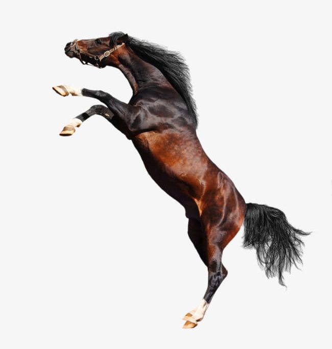 Jumping Horse PNG, Clipart, Animal, Horse Clipart, Horse Clipart, Horses, Jump Free PNG Download