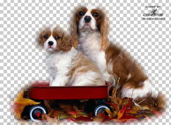 Cavalier King Charles Spaniel English Springer Spaniel Cavapoo Puppy PNG, Clipart, Animals, Breed, Carnivoran, Cavapoo, Collie Free PNG Download