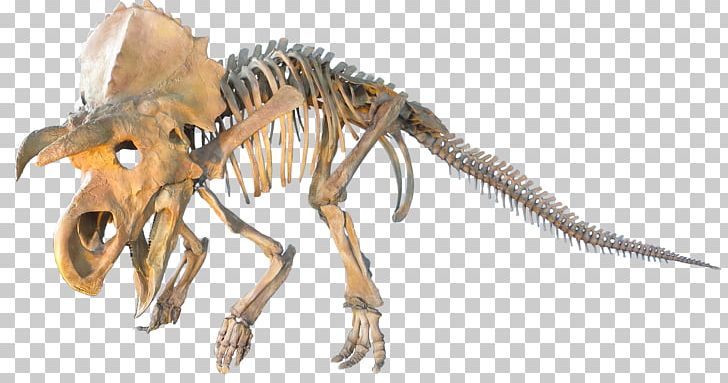 Ceratopsia Triceratops Plesiosauria Dinosaur Late Cretaceous PNG, Clipart, Campanian, Centrosaurus, Ceratopsia, Claw, Didelphodon Free PNG Download