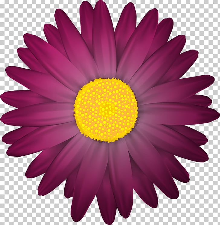 Flower PNG, Clipart, Aster, Chrysanths, Clipart, Clip Art, Color Free PNG Download