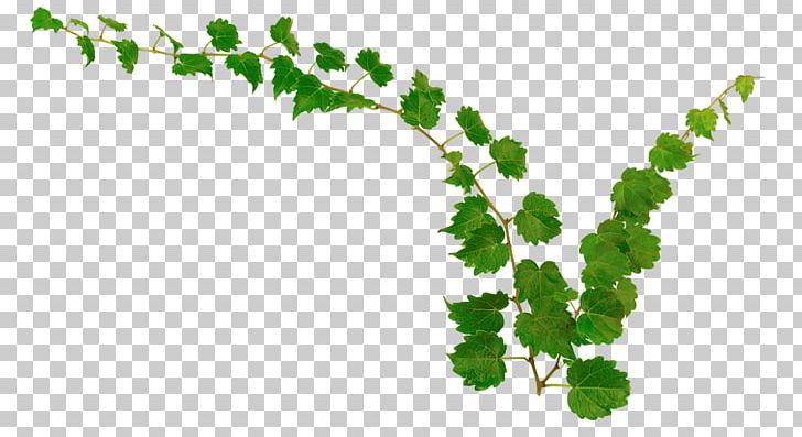 Vine Fotolia PNG, Clipart, Branch, Fotolia, Grass, Green, Leaf Free PNG Download