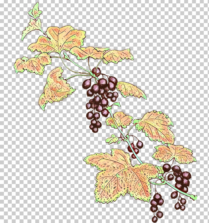 Grape Leaves Grape Leaf Grapevine Family Plant PNG, Clipart, Flower, Grape, Grape Leaves, Grapevine Family, Leaf Free PNG Download