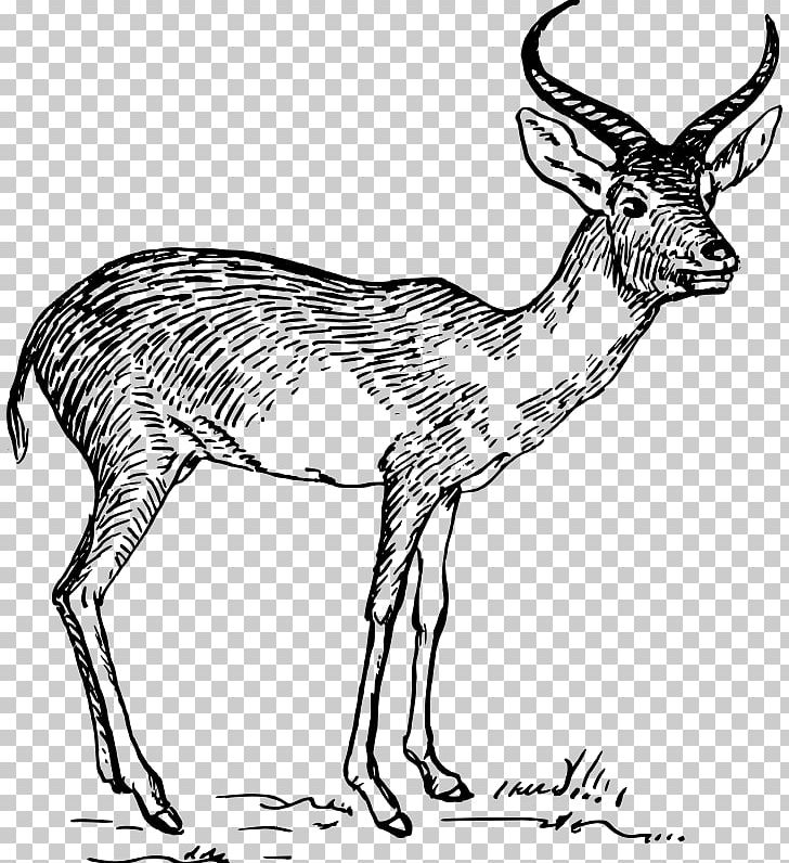 Antelope Pronghorn Gazelle Drawing PNG, Clipart, Animal, Animal Figure, Animals, Antelope, Antler Free PNG Download