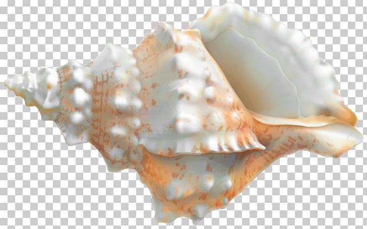 Cockle Seashell Sea Snail Veined Rapa Whelk PNG, Clipart, Animals, Clams Oysters Mussels And Scallops, Cockle, Conch, Conchology Free PNG Download