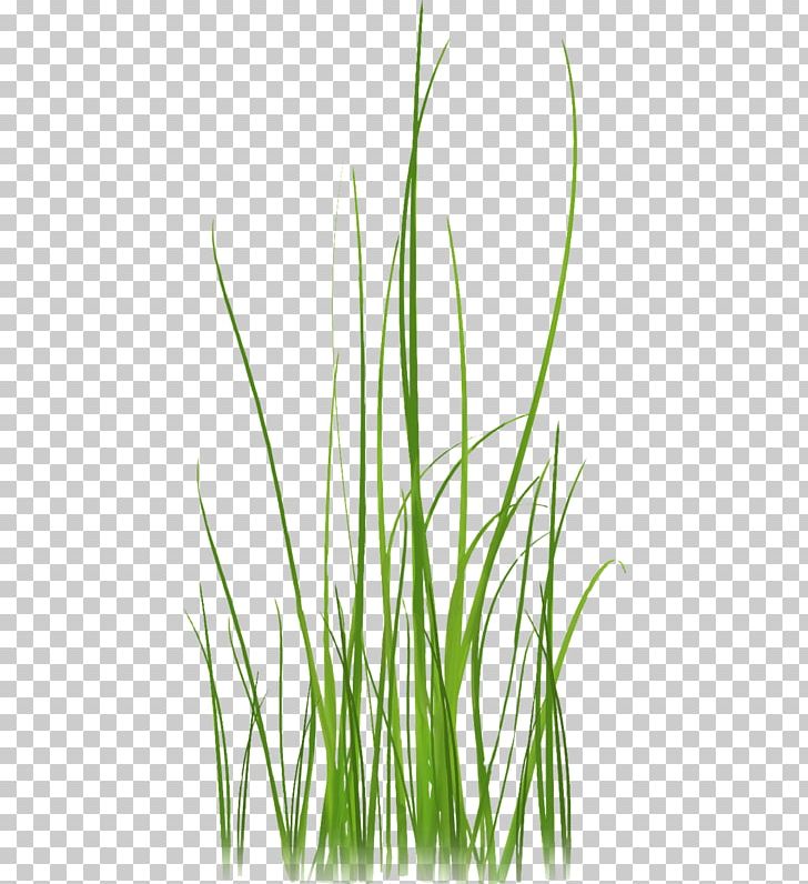 Grass Lossless Compression PNG, Clipart, Commodity, Computer , Data, Data Compression, Grass Family Free PNG Download