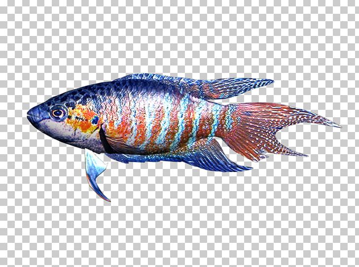 Marine Biology Fauna Fish PNG, Clipart, Animal Source Foods, Biology, Fauna, Fin, Fish Free PNG Download