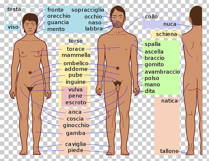 Hip Homo Sapiens Human Body Human Anatomy PNG, Clipart, Abdomen, Active Undergarment, Anatomy, Arm, Back Free PNG Download