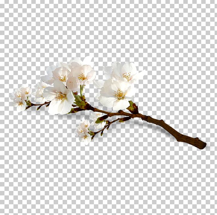 National Cherry Blossom Festival Flower PNG, Clipart, Adobe Illustrator, Blossom, Blossoms, Branch, Cerasus Free PNG Download