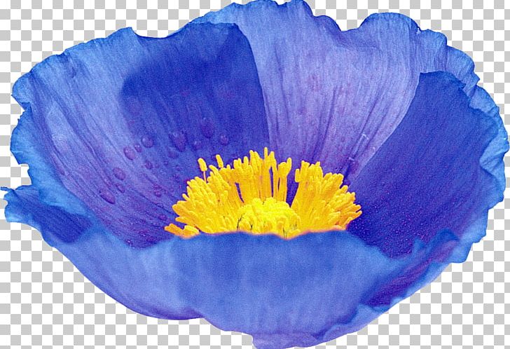 Poppy Purple Lavender Lilac Flower PNG, Clipart, 7 April, Advertising, Art, Blue, Cicek Resimleri Free PNG Download
