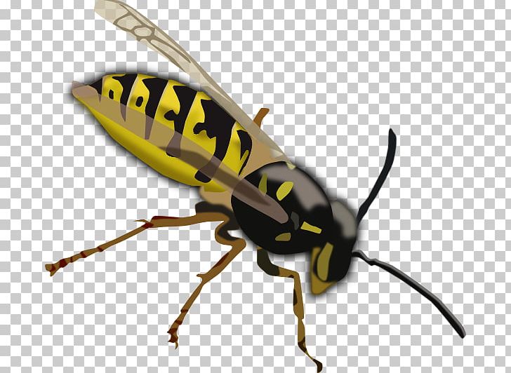 Bee Wasp Vespa Simillima PNG, Clipart, Arthropod, Bee, Clip Art, Drawing, Fly Free PNG Download