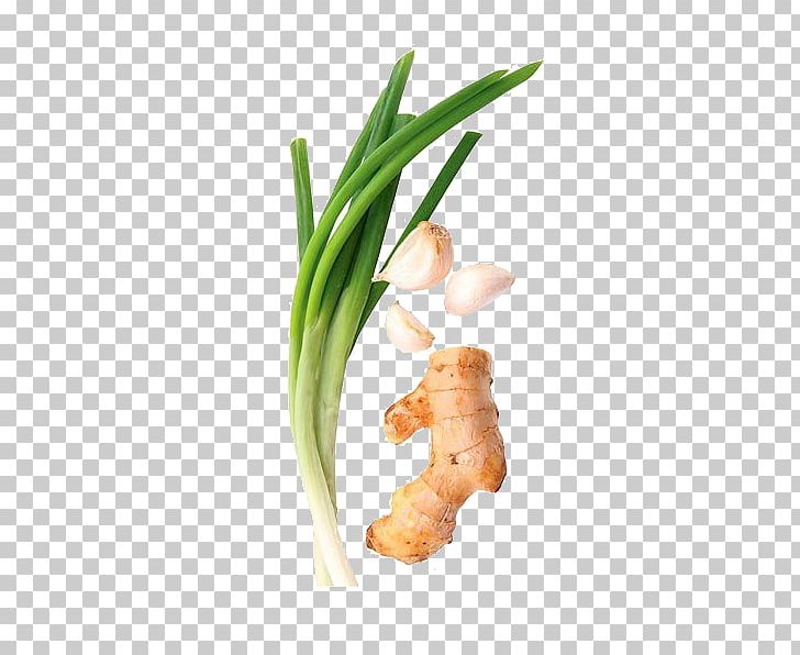 Cong You Bing Allium Fistulosum Ginger Garlic Vegetable PNG, Clipart, Allium Schoenoprasum Var Foliosum, Background Green, Capsicum Annuum, Clay Pot Cooking, Food Free PNG Download