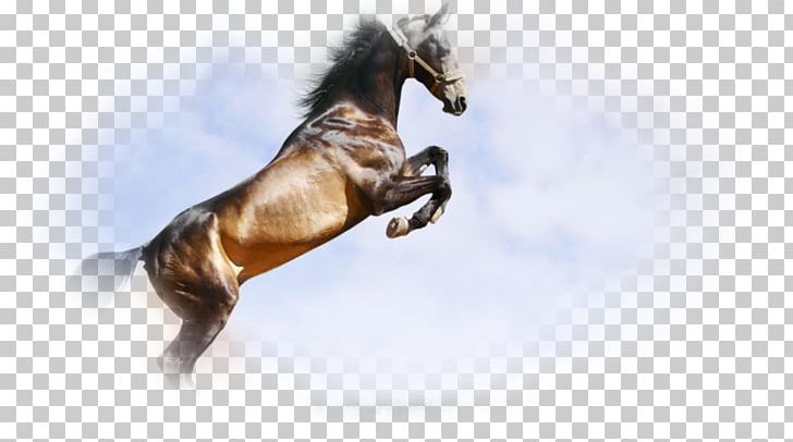 Horse 1080p Ultra-high-definition Television 4K Resolution PNG, Clipart, 4k Resolution, 720p, 1080p, 1440p, 2160p Free PNG Download