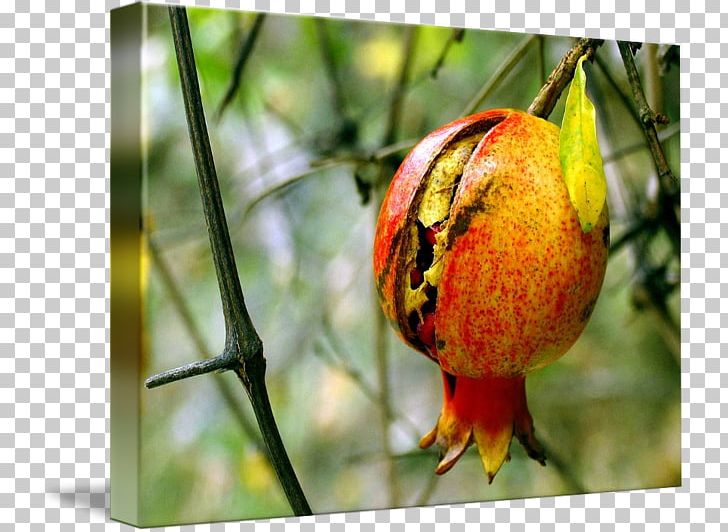 Orange Fruit Close-up Organism PNG, Clipart, Branch, Closeup, Fruit, Fruit Nut, Orange Free PNG Download
