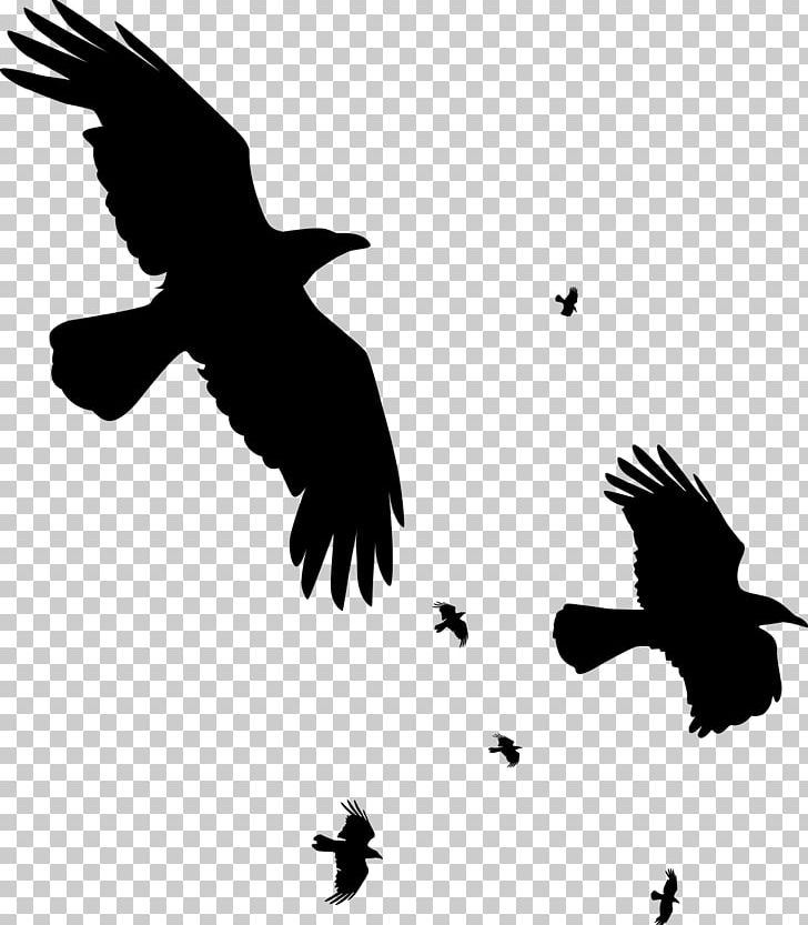Crow Common Raven PNG, Clipart, Amazon Web Services, Animals, Beak, Bird, Bird Of Prey Free PNG Download