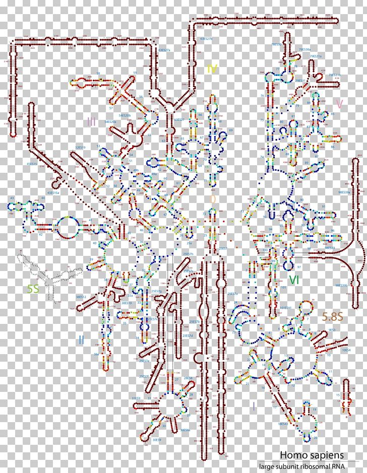 Diagram Point 28S Ribosomal RNA Contour Line PNG, Clipart, 28s Ribosomal Rna, Area, Art, Contour Line, Diagram Free PNG Download