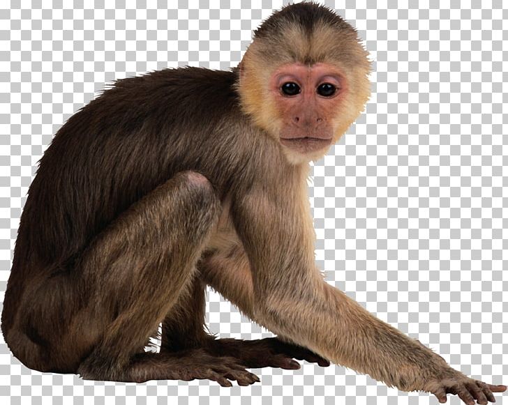 Monkey Desktop PNG, Clipart, Animal, Animals, Desktop Wallpaper, Fauna, Fur Free PNG Download