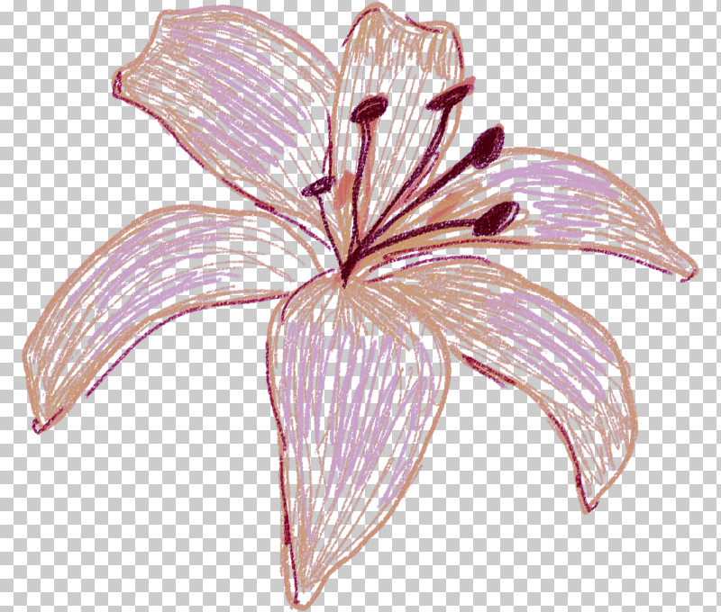Flower Petal Plant Lily Pink PNG, Clipart, Amaryllis Belladonna, Crinum, Daylily, Flower, Herbaceous Plant Free PNG Download