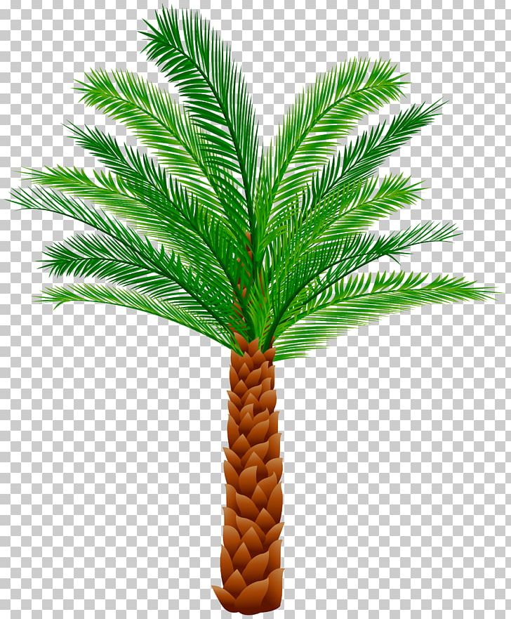 Palm Tree Arecaceae Trees PNG, Clipart, Arecaceae, Arecales, Campervans, Clipart, Clip Art Free PNG Download