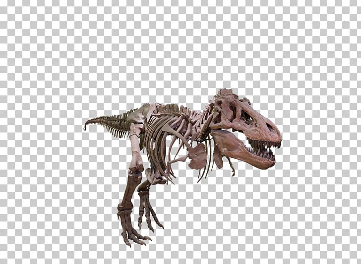 Tyrannosaurus Velociraptor Giganotosaurus Dinosaur Size PNG, Clipart, Bone, Dinosaur, Dinosaur Size, Extinction, Fantasy Free PNG Download