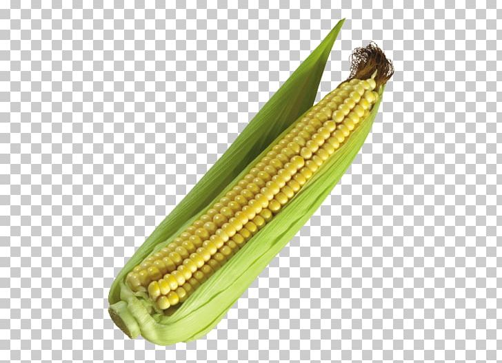 Maize Popcorn Vegetable Cereal PNG, Clipart, Cartoon Corn, Cereal, Commodity, Corn, Corn Cartoon Free PNG Download