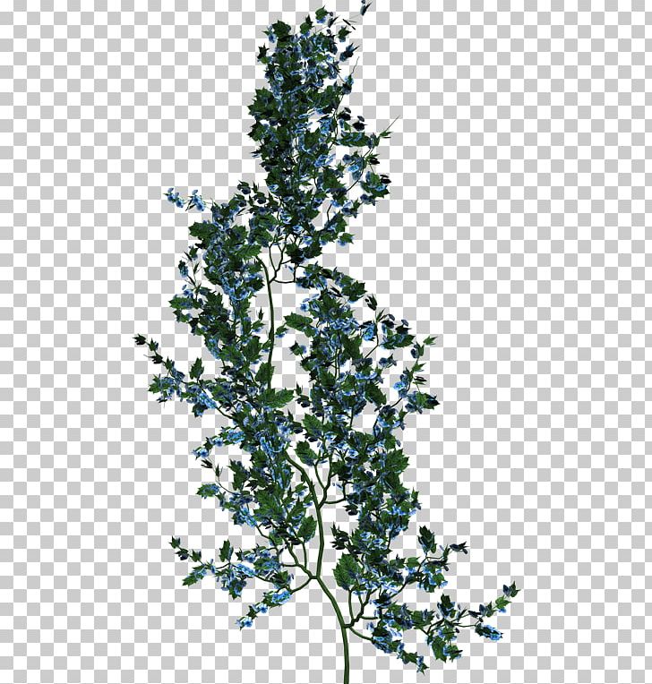 Plantes Et Fleurs Vine Clipping Path PNG, Clipart, Branch, Clipping Path, Evergreen, Flower, Flowering Plant Free PNG Download