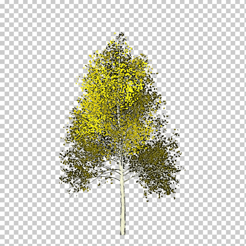 Plane PNG, Clipart, American Aspen, American Larch, Birch, Birch Family, Branch Free PNG Download