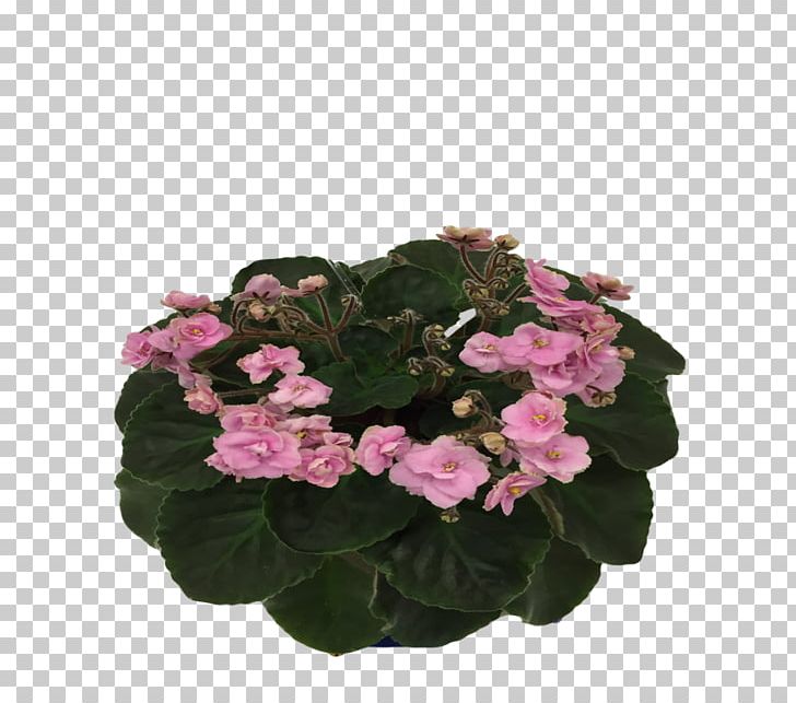 African Violets African Violet Society Of America Flowerpot Impatiens Walleriana PNG, Clipart, African Violets, African Violet Society Of America, Annual Plant, Busy Lizzie, Circus Free PNG Download