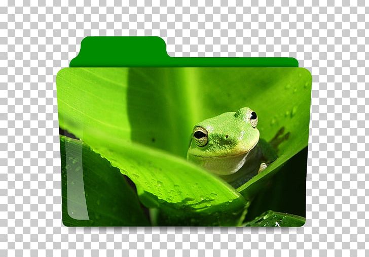White-lipped Tree Frog Desktop PNG, Clipart, 720p, Amphibian, Animal, Animals, Australian Green Tree Frog Free PNG Download