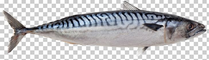 Atlantic Mackerel Pelagic Fish Atlantic Herring PNG, Clipart, Alaska Pollock, Animals, Bonito, Bony Fish, Capelin Free PNG Download