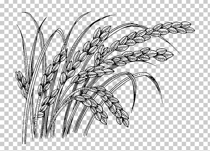 Oryza Sativa PNG, Clipart, Black And White, Cartoon Wheat, Download, Drawing, Encapsulated Postscript Free PNG Download