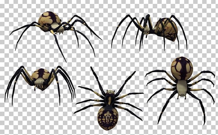 Spider Latrodectus Tredecimguttatus Drawing PNG, Clipart, Arachnid, Araneus, Art, Arthropod, Black Widow Spider Art Free PNG Download