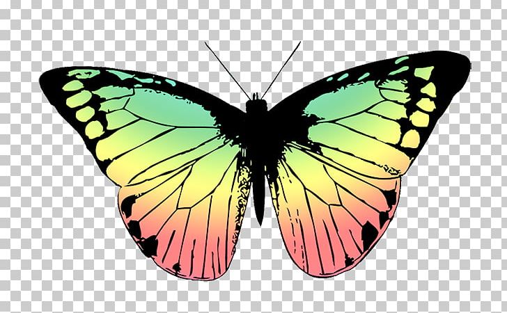 Butterfly Drawing Portable Network Graphics PNG, Clipart, Arthropod, Brush Footed Butterfly, Butterflies And Moths, Butterfly, Caterpillar Free PNG Download