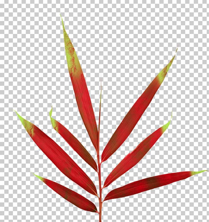 Leaf Plant Stem PNG, Clipart, Digital Image, Download, Grass, Information, Leaf Free PNG Download