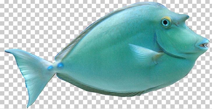 Siamese Fighting Fish Angelfish Yellow Tang PNG, Clipart, Acanthuridae, Acanthurus Leucosternon, Angelfish, Animals, Aqua Free PNG Download