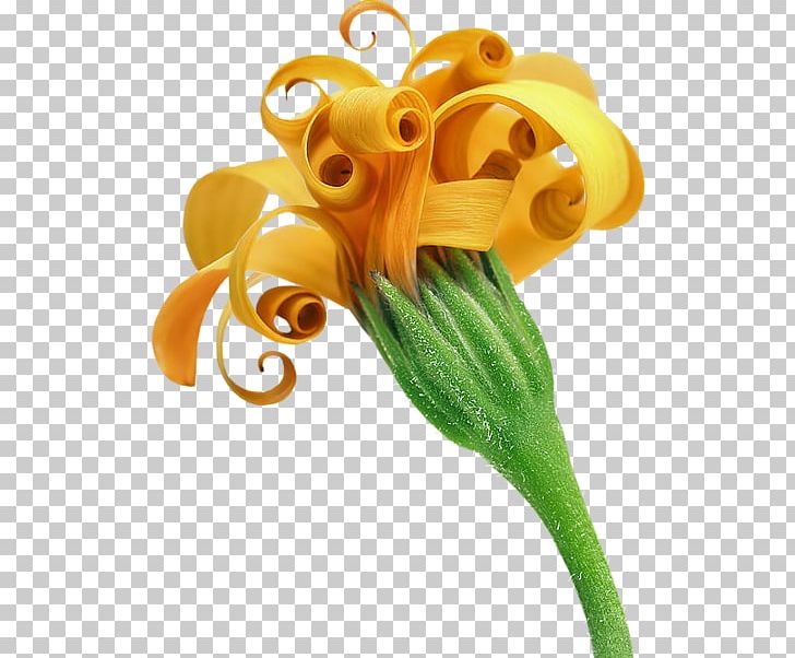 Flower TinyPic Yellow PNG, Clipart, Blog, Cicek, Cicekler, Cicek Resimleri, Common Sunflower Free PNG Download