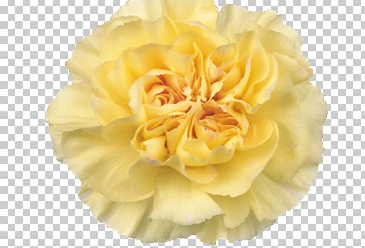 Garden Roses Yellow Flower Carnation Cabbage Rose PNG, Clipart, Amarillo, Cameron, Carnation, Clavel, Color Free PNG Download